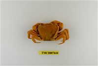 藏品(拉氏清溪蟹)的圖片